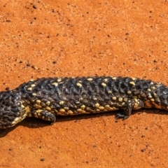 Tiliqua rugosa aspera at suppressed - suppressed
