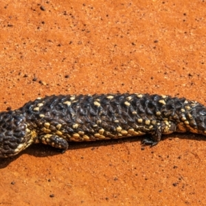 Tiliqua rugosa at Charleville, QLD - 30 Sep 2020 11:20 AM
