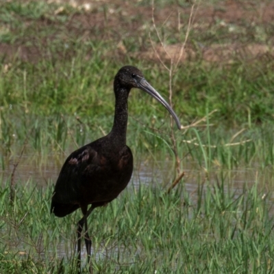 Plegadis falcinellus (Glossy Ibis) at Charleville, QLD - 30 Sep 2020 by Petesteamer