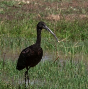 Plegadis falcinellus (Glossy Ibis) at Charleville, QLD by Petesteamer