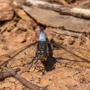 Orthetrum caledonicum at Charleville, QLD - 30 Sep 2020 01:19 PM