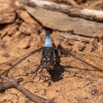 Unidentified Dragonfly (Anisoptera) at Charleville, QLD - 30 Sep 2020 by Petesteamer