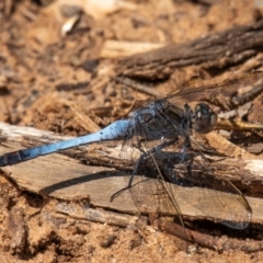 Orthetrum caledonicum at Charleville, QLD - 30 Sep 2020 01:19 PM