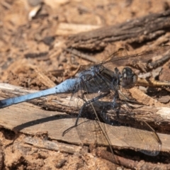 Orthetrum caledonicum at Charleville, QLD - 30 Sep 2020 01:19 PM