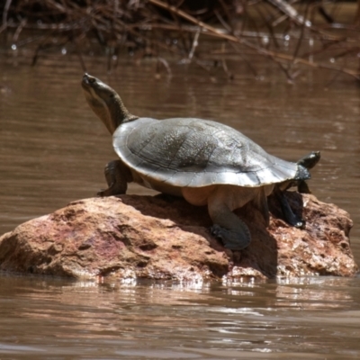 Emydura macquarii at Charleville, QLD - 30 Sep 2020 by Petesteamer