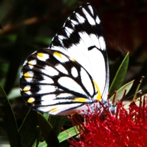 Belenois java at Charleville, QLD - 30 Sep 2020 01:27 PM
