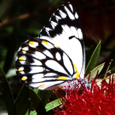 Unidentified Butterfly (Lepidoptera, Rhopalocera) at Charleville, QLD - 30 Sep 2020 by Petesteamer