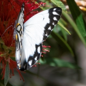 Belenois java at Charleville, QLD - 30 Sep 2020 01:27 PM