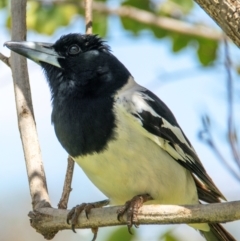 Cracticus nigrogularis (Pied Butcherbird) at Charleville, QLD - 30 Sep 2020 by Petesteamer
