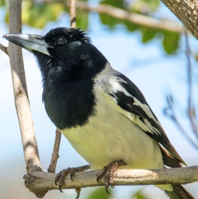 Cracticus nigrogularis (Pied Butcherbird) at Charleville, QLD - 30 Sep 2020 by Petesteamer