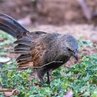 Struthidea cinerea (Apostlebird) at Charleville, QLD - 30 Sep 2020 by Petesteamer