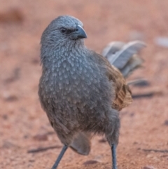 Struthidea cinerea at Charleville, QLD - 1 Oct 2020