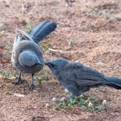 Struthidea cinerea at Charleville, QLD - 1 Oct 2020