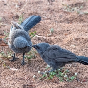 Struthidea cinerea at Charleville, QLD - 1 Oct 2020