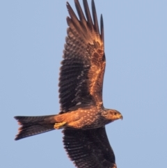 Milvus migrans (Black Kite) at Charleville, QLD - 1 Oct 2020 by Petesteamer