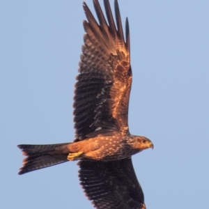 Milvus migrans at Charleville, QLD - 1 Oct 2020