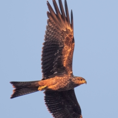 Milvus migrans (Black Kite) at Charleville, QLD - 30 Sep 2020 by Petesteamer