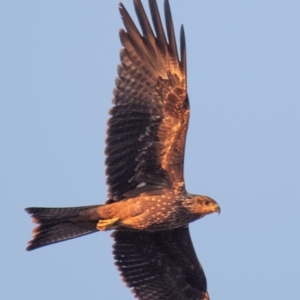 Milvus migrans (Black Kite) at Charleville, QLD by Petesteamer