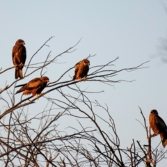 Milvus migrans at Charleville, QLD - 1 Oct 2020