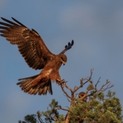 Milvus migrans at Charleville, QLD - 1 Oct 2020