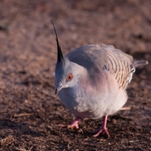 Ocyphaps lophotes (Crested Pigeon) at Charleville, QLD by Petesteamer