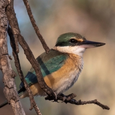 Todiramphus sanctus (Sacred Kingfisher) at Charleville, QLD - 30 Sep 2020 by Petesteamer