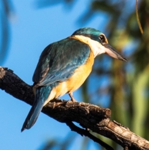 Todiramphus sanctus at Charleville, QLD - 1 Oct 2020