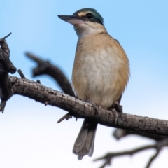 Todiramphus sanctus at Charleville, QLD - 1 Oct 2020