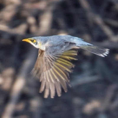 Manorina flavigula (Yellow-throated Miner) at Charleville, QLD - 1 Oct 2020 by Petesteamer