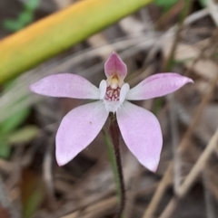 Caladenia fuscata (Dusky Fingers) at Aranda, ACT - 3 Oct 2023 by Venture