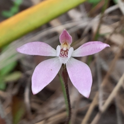 Caladenia fuscata (Dusky Fingers) at Black Mountain - 3 Oct 2023 by Venture