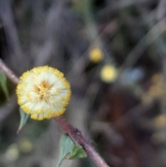 Acacia gunnii (Ploughshare Wattle) at Black Mountain - 2 Sep 2023 by Venture