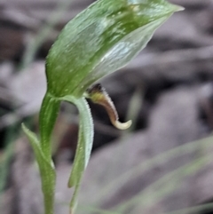 Bunochilus umbrinus (Broad-sepaled Leafy Greenhood) at Acton, ACT - 2 Sep 2023 by Venture