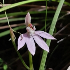 Caladenia carnea (Pink Fingers) at Paddys River, ACT - 22 Oct 2023 by Venture