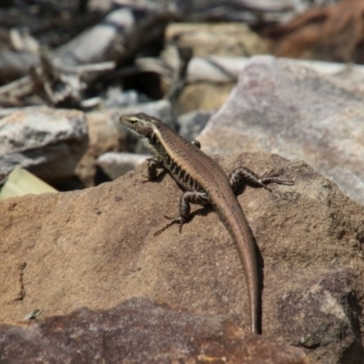 Eulamprus quoyii (Eastern Water Skink) at Alpine - 28 Dec 2023 by JanHartog