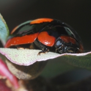 Paropsisterna beata (Blessed Leaf Beetle) at Mount Mugga Mugga by Harrisi