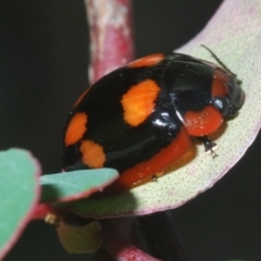 Paropsisterna beata at Mount Mugga Mugga - 3 Apr 2024 05:02 PM