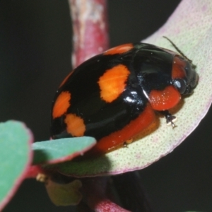 Paropsisterna beata at Mount Mugga Mugga - 3 Apr 2024 05:02 PM