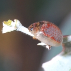 Paropsisterna m-fuscum (Eucalyptus Leaf Beetle) at Symonston, ACT - 3 Apr 2024 by Harrisi