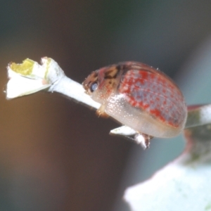 Paropsisterna m-fuscum (Eucalyptus Leaf Beetle) at Mount Mugga Mugga by Harrisi