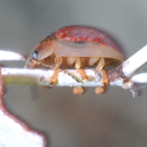 Paropsisterna m-fuscum at Mount Mugga Mugga - 3 Apr 2024