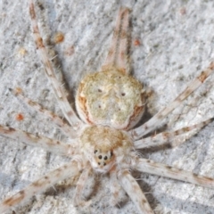 Tamopsis sp. (genus) (Two-tailed spider) at Symonston, ACT - 3 Apr 2024 by Harrisi