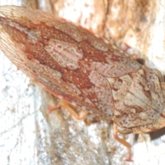 Stenocotis depressa at Mount Mugga Mugga - 3 Apr 2024 by Harrisi