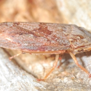 Stenocotis depressa at Mount Mugga Mugga - 3 Apr 2024