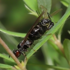 Formicidae (family) (Unidentified ant) at Acton, ACT - 7 Apr 2024 by TimL