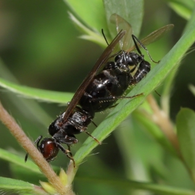 Formicidae (family) (Unidentified ant) at ANBG - 7 Apr 2024 by TimL