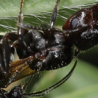 Unidentified Mite and Tick (Acarina) at ANBG - 7 Apr 2024 by TimL