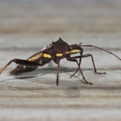 Unidentified True bug (Hemiptera, Heteroptera) at Wellington Point, QLD - 27 Mar 2024 by TimL