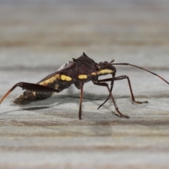 Riptortus serripes (Brown Bean Bug) at Wellington Point, QLD - 28 Mar 2024 by TimL