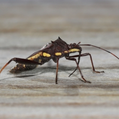 Unidentified True bug (Hemiptera, Heteroptera) at suppressed - 27 Mar 2024 by TimL